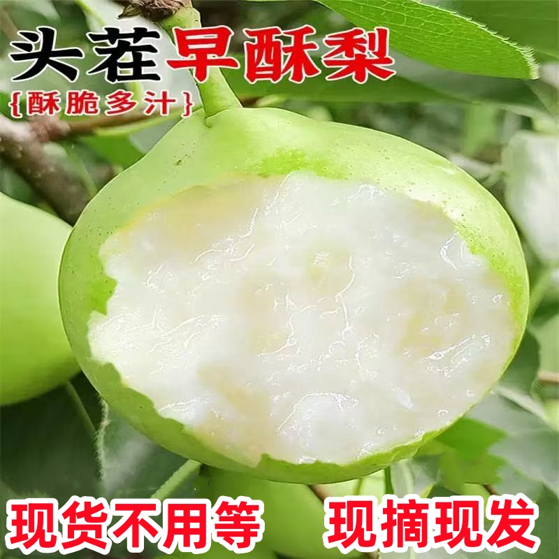 陕西早酥梨青皮梨新鲜水果梨子当季现摘绿梨水晶青酥梨脆甜雪梨