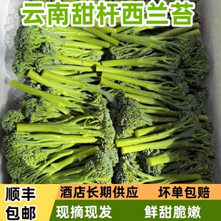 顺丰云南甜杆西兰苔新鲜脆嫩芦笋西兰花现摘蔬菜迷你西蓝苔菜苔