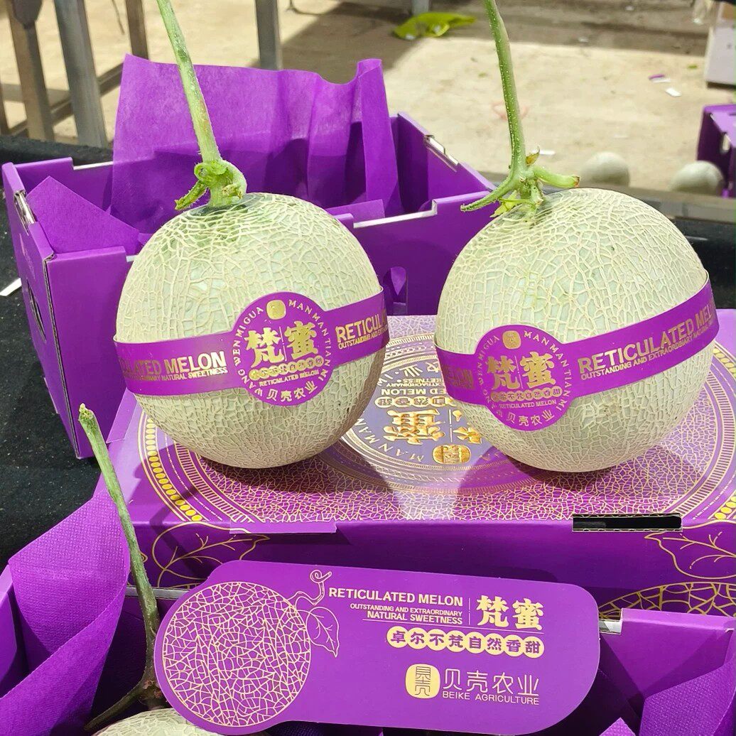 贝壳农业梵蜜网纹瓜 2粒礼盒装软糯香甜日本引进品种哈密瓜甜瓜