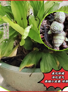 虾脊兰四季好养易活的绿植客厅室内精品名贵养不死的高端兰花系列