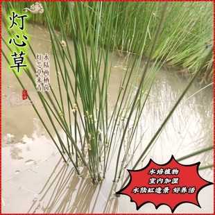 灯芯灯心草水培室内植物好养办公室创意耐阴好小养绿植除植物甲醛