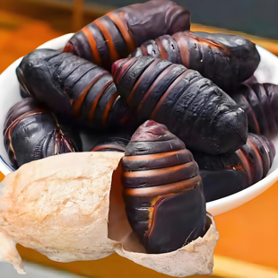 东北特产蚕蛹新鲜活蚕蛹大黄蚕蛹茧蛹蝉蛹柞树蛹高蛋白产地直发