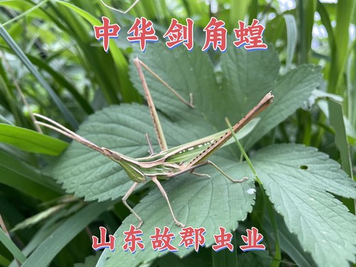（剑角蝗）山东剑角蝗蚂蚱苗：儿童观察宠物，校园科普知识观察