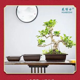 多肉生石花肉锥大口径透气盆景盆书房造景松柏文竹苔藓花盆仿陶