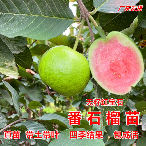 当年结果芭乐无籽红宝石番石榴苗