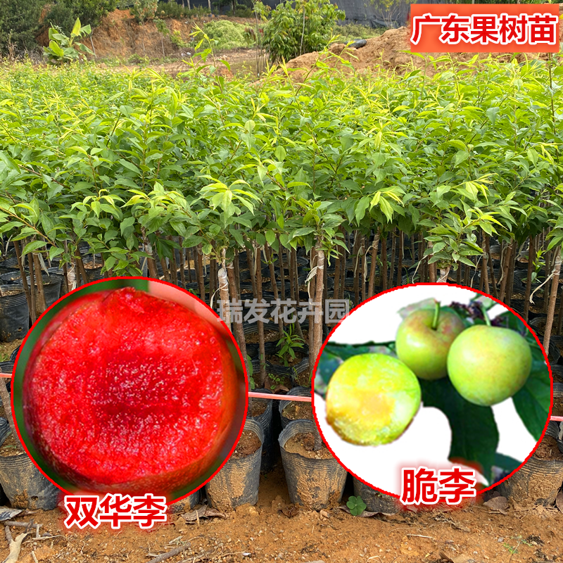 广东果树苗李子树苗正宗嫁接三华李树苗早熟脆红李苗庭院种植四季