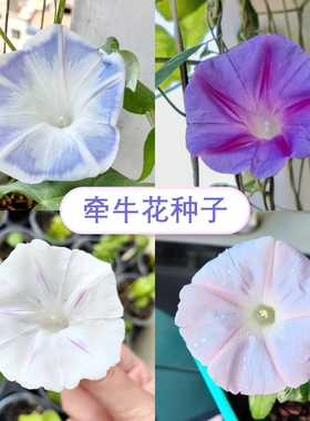【限量花种】10元包邮分享-台湾花轮牵牛花种子春播爬藤朝颜多色