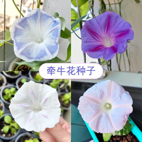 【限量花种】10元包邮分享-台湾花轮牵牛花种子春播爬藤朝颜多色
