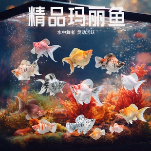 新手小型热带淡水鱼瓷白樱花水墨红头玛丽鱼观赏鱼苗好养活宠物鱼