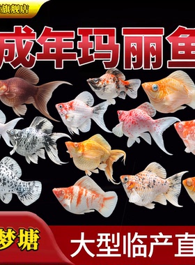 家养小型观赏玛丽鱼热带淡水鱼瓷白樱花水墨红头三色奶牛苗孔雀鱼