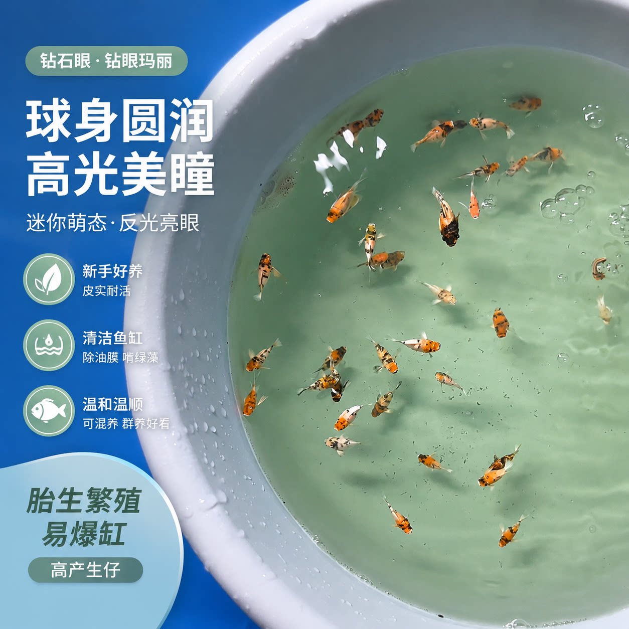 泰系进口红头三色玛丽球鱼热带观赏鱼孔雀老虎瓷白玛丽亚成观赏鱼