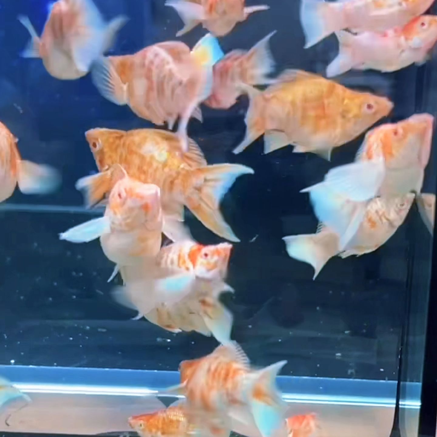 红头焦糖泰系进口玛丽球鱼热带观赏鱼孔雀老虎瓷白玛丽亚成观赏鱼