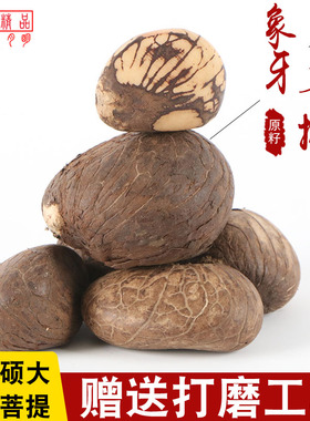 象牙果菩提原料原籽雕刻按个佛头三通DIY白玉菩提子佛心果佛珠