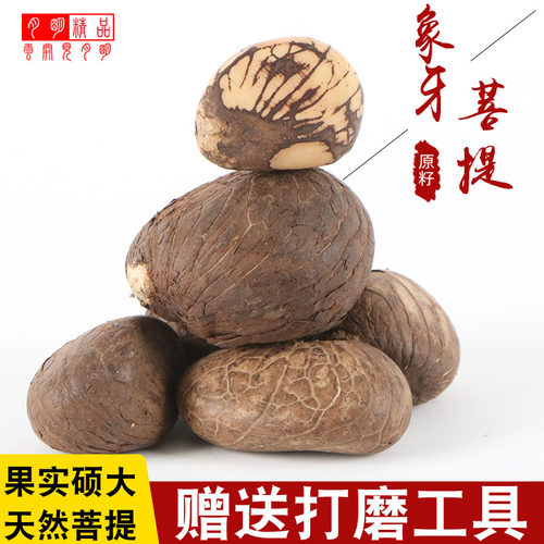 象牙果菩提原料原籽按diy白玉