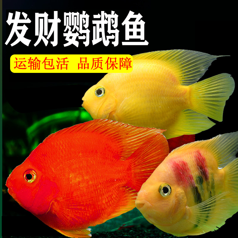 热带观赏鱼黄金鹦鹉鱼黄鹦鹉鱼黄发财鱼元宝鱼起头财神鹦鹉鱼活体