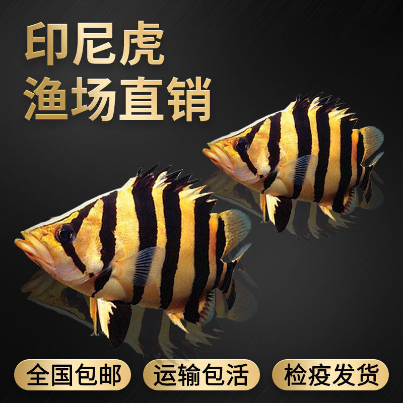 印尼虎鱼活体三纹虎鱼鱼苗泰国虎四纹虎活体苏门答腊虎鱼龙鱼配鱼
