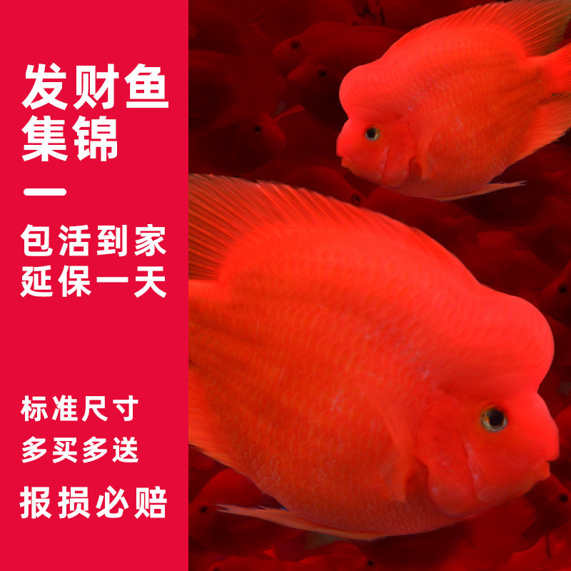 起头财神血鹦鹉鱼活鱼发财鱼热带观赏鱼红元宝活体鱼苗起头发财鱼