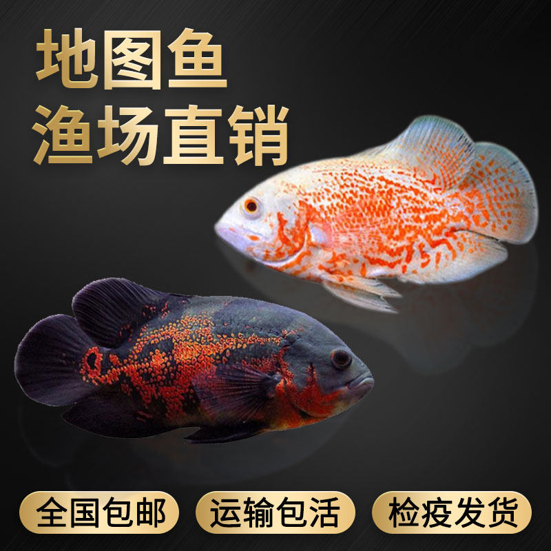 中大型热带鱼观赏鱼地图鱼黑鱼白图片