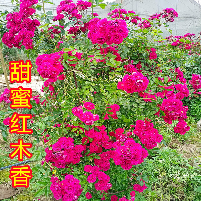 四季红木香甜蜜红木香花苗黄木香庭院爬藤花卉植物花量大香味浓郁