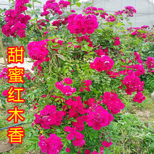 四季甜蜜红木香花苗爬藤丰花型