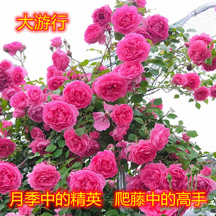 大游行藤本月季花苗  安吉拉月季 丰花勤花 庭院爬藤植物四季开花