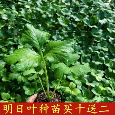 原产地日本明日叶壮苗 明日草八丈草株高10-40CM包成活