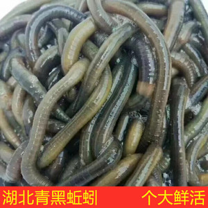 鲜活青蚯蚓钓黄鳝活体黑蚯蚓特大松土臭蚯蚓垂钓钓鱼活饵鱼饵包邮