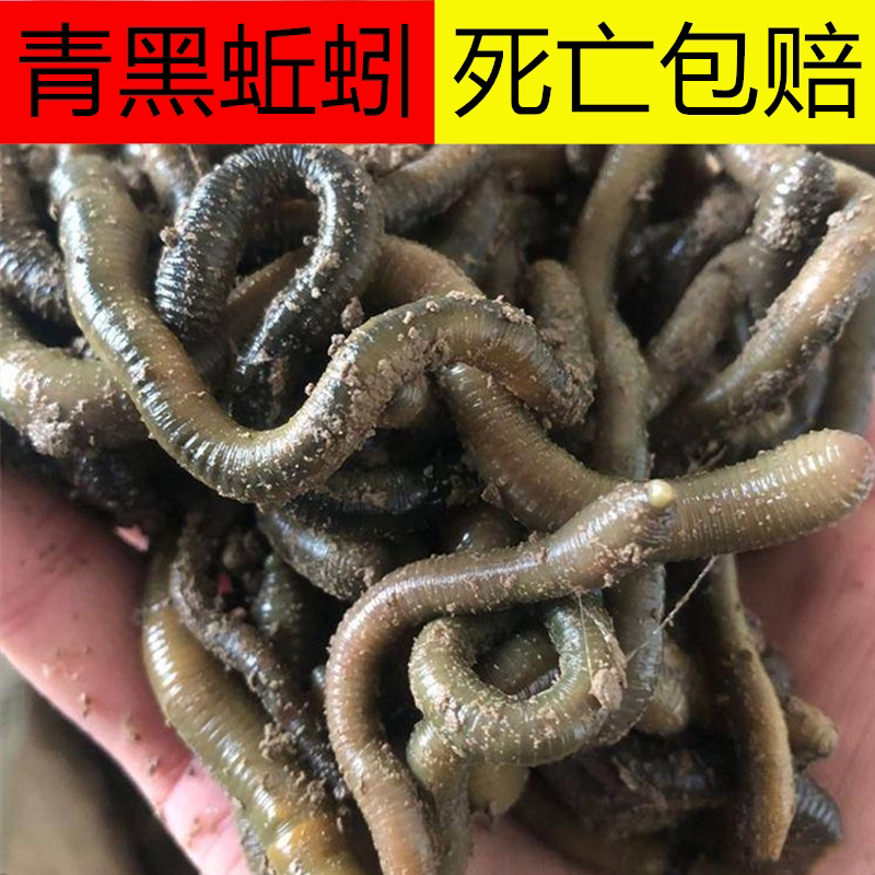 鲜活黑蚯蚓青蚯蚓钓黄鳝特大活土臭蚯蚓钓黄辣丁地龙钓鱼活饵鱼饵