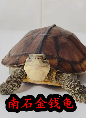 纯种越南石金钱龟 黄喉拟水龟招财南石龟苗 镇宅深水宠物观赏乌龟