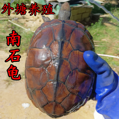 外塘食用石金钱大龟 养生煲汤滋补品南石乌龟 繁殖下蛋宠物观赏龟