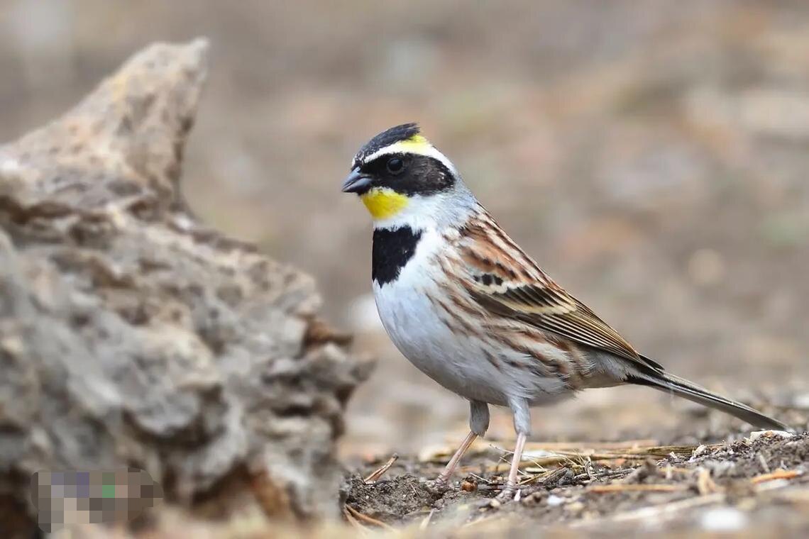 虎头凤鸟粮食谷子五谷杂粮鸟食虎头凤春暖宠物迷你小鸟鸟粮春暖粮