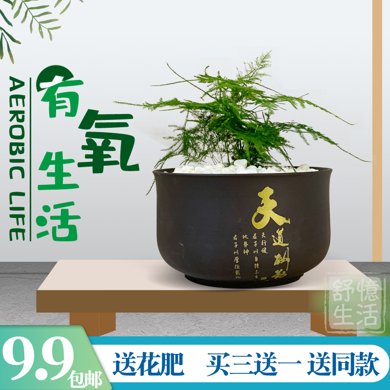 文竹盆景植物净化空气办公室摆件吸甲醛好养花卉四季常青绿植新品