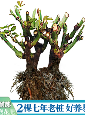 7年老桩玫瑰苗春夏秋开花室内阳台盆栽庭院大花月季浓香净化空气