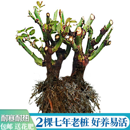 7年老桩玫瑰苗春夏秋开花室内阳台盆栽庭院大花月季浓香净化空气