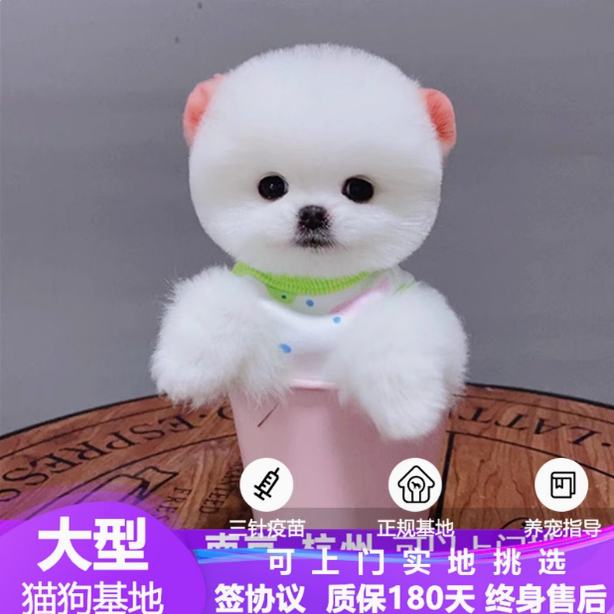 纯种博美幼犬茶杯犬长不大小型犬家庭宠物狗
