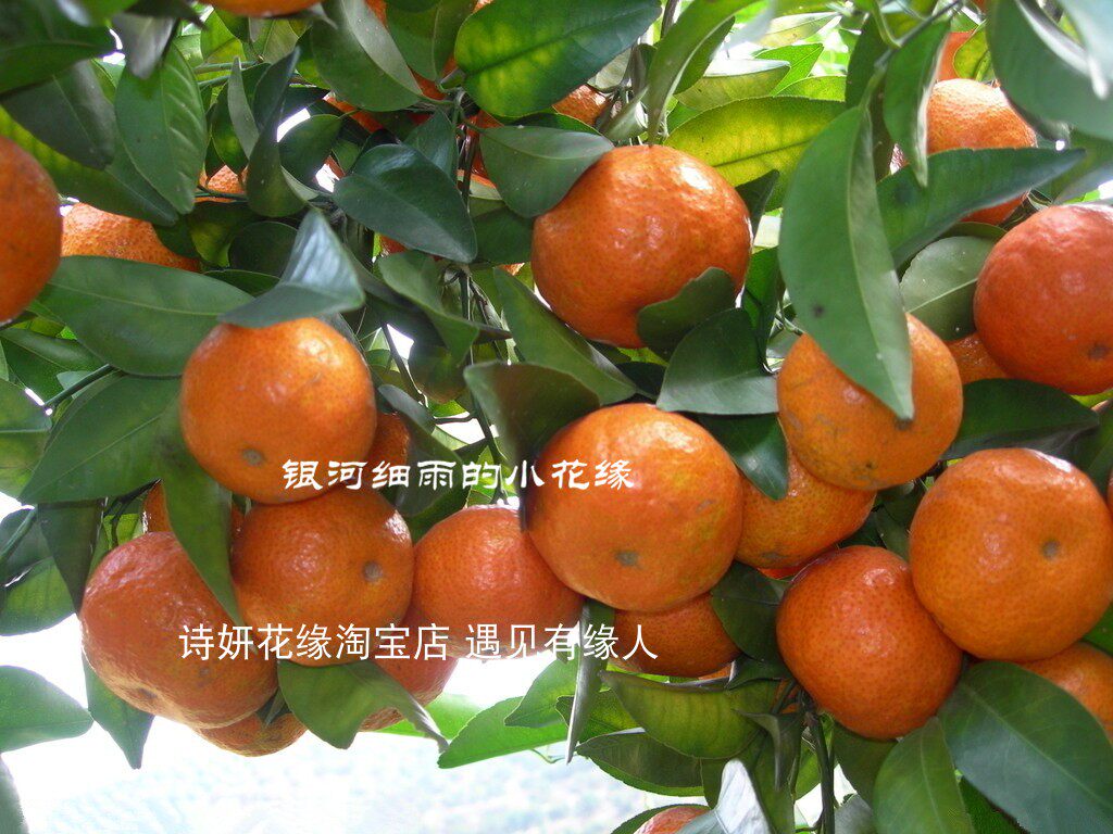 浙江发货38元包邮砂糖桔苗沙糖桔树苗桔子苗桔柑苗品种保证果树苗