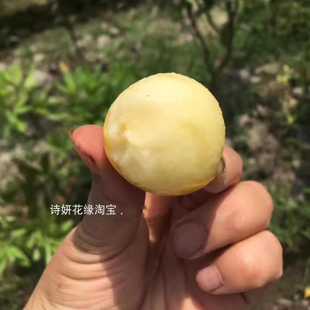 浙江发货宁海白枇杷树苗盆栽大五星枇杷结果苗庭院枇杷果树苗常绿