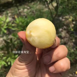 浙江发货宁海白枇杷树苗盆栽大五星枇杷结果苗庭院枇杷果树苗常绿