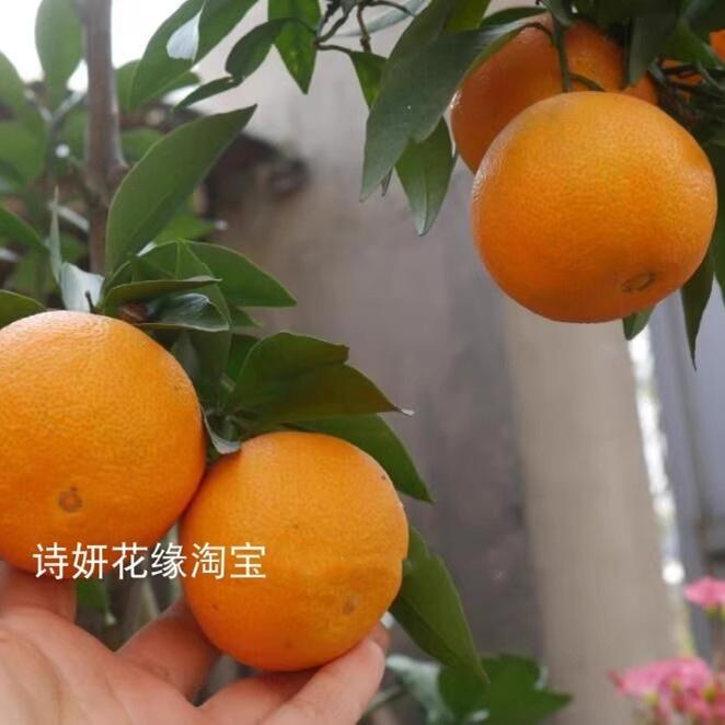宁波象山盆栽红美人柑橘苗爱媛28号42号树苗桔子树苗桔柑树苗果树