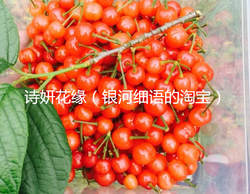 浙江余姚梁弄樱桃正品樱桃树苗 短柄樱桃苗大樱桃树苗果树