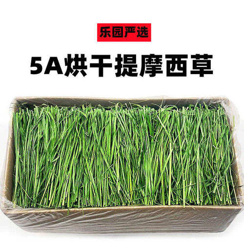 叶多杆少好牧草密宝康5A提摩西草