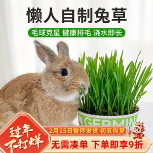 兔草小麦草兔子用品种植新鲜兔子小麦草盆栽无土有机化毛排毛