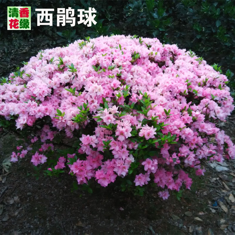 杜鹃花树球映山红树球春鹃夏鹃毛鹃球西洋苗庭院花卉绿化工程