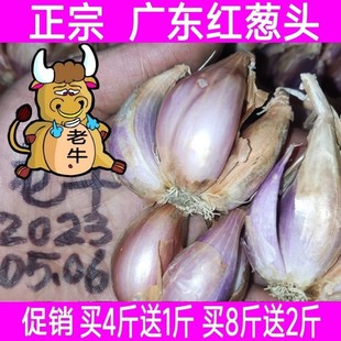 包邮 2斤装 新鲜红葱头干小葱头火葱种子可做熬油葱酥台湾卤肉饭