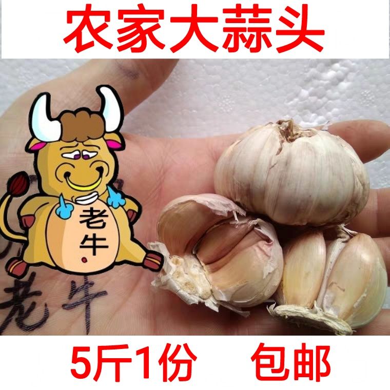 大蒜大蒜头新鲜产地直销