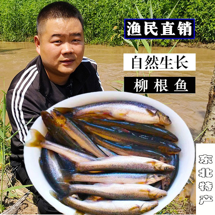 东北抚远柳根鱼纯江整条