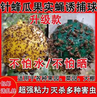 果园诱蝇球柑橘大小实蝇瓜果树针蜂贴果虫诱捕器果蝇粘虫板粘蝇球