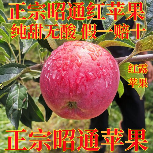 云南昭通苹果水果新鲜应当季现摘红富士冰糖心丑苹果红露整箱10斤
