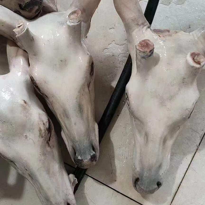 东北特产新鲜梅花鹿鹿头 整只鹿脸 带皮鹿头骨 整个鹿头