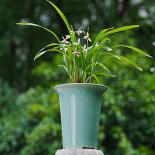 釉水紫砂盆 国色天香 春兰建兰寒兰君子兰盆 中古拾柒号 轻奢